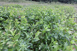 大槌は藍栽培の「北限の地」