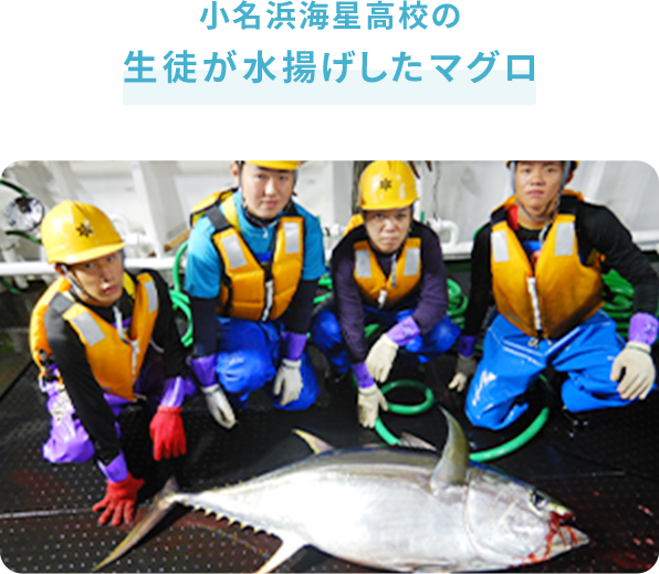 小名浜海星高校の生徒が実習で水揚げしたマグロ!