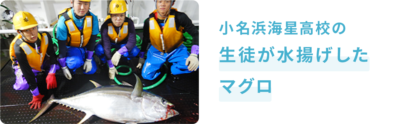 小名浜海星高校の生徒が実習で水揚げしたマグロ!