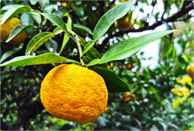 オレンジ色になったゆずの実と、枝にあるとげを間近で撮影した写真